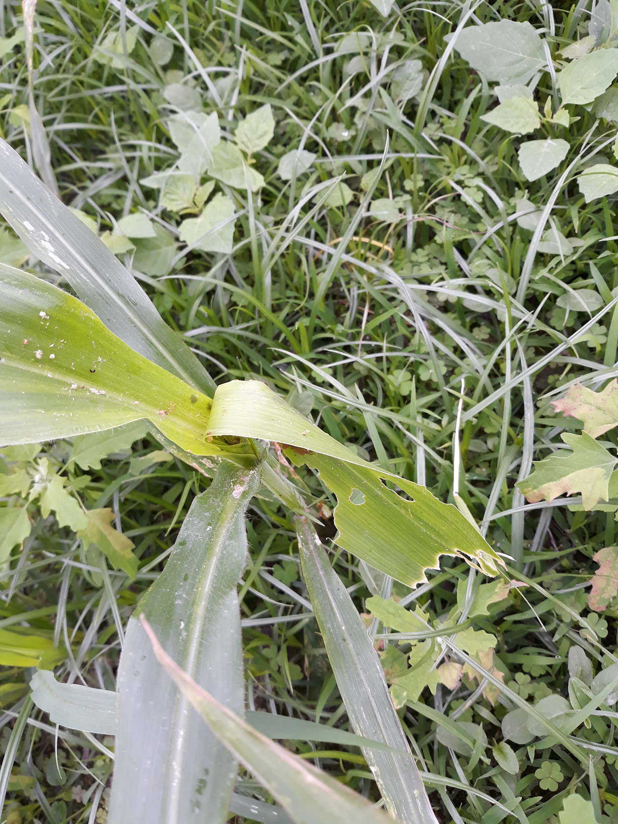 Large holes and excessive droppings on early whorl-stage corn leaves indicate the presence of fall armyworms.
