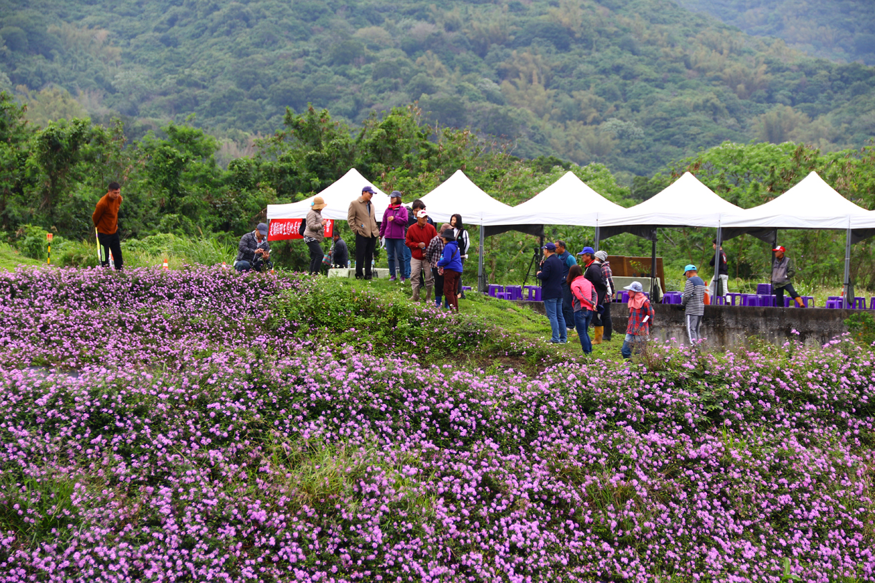 Attendees observe trailing lantana in use as a groundcover on the slopes of terraced rice fields.