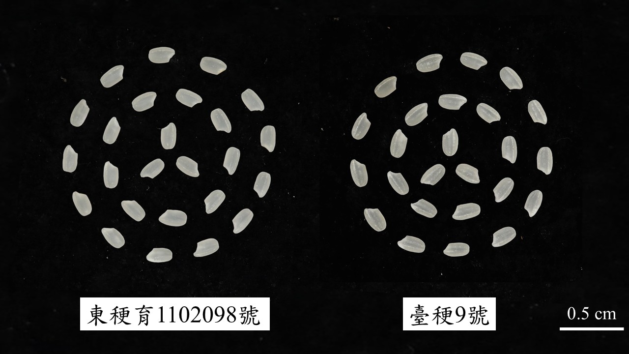 Figure 3. Comparison of milled rice Taitung 36 (Tungkeng yu 1102098) and control variety Taiken 9.