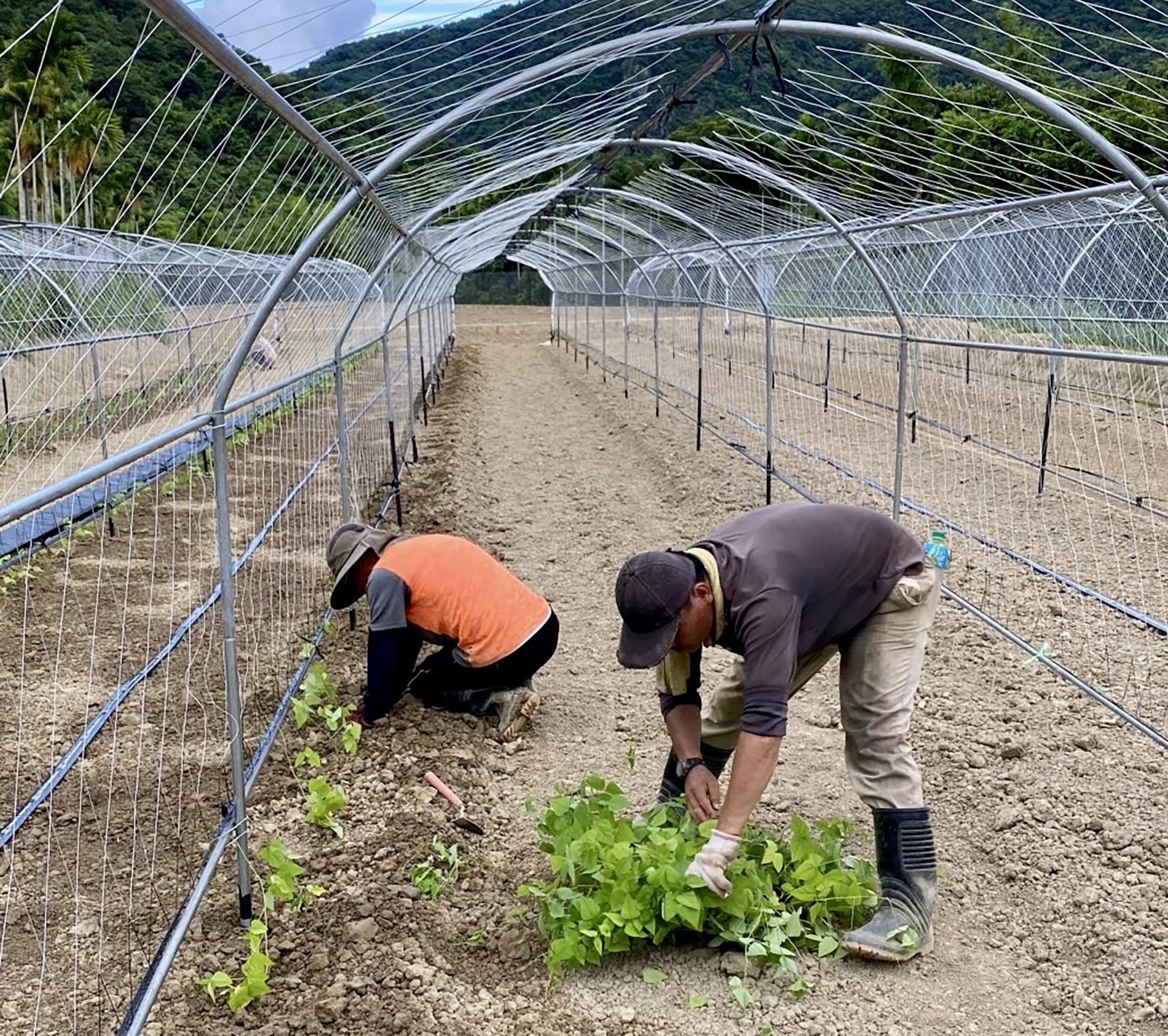 「SALAMA有機智慧農場」以隧道式棚架栽種翼豆,穩定產量與品質。 「SALAMA有機智慧農場」以隧道式棚架栽種翼豆,穩定產量與品質。