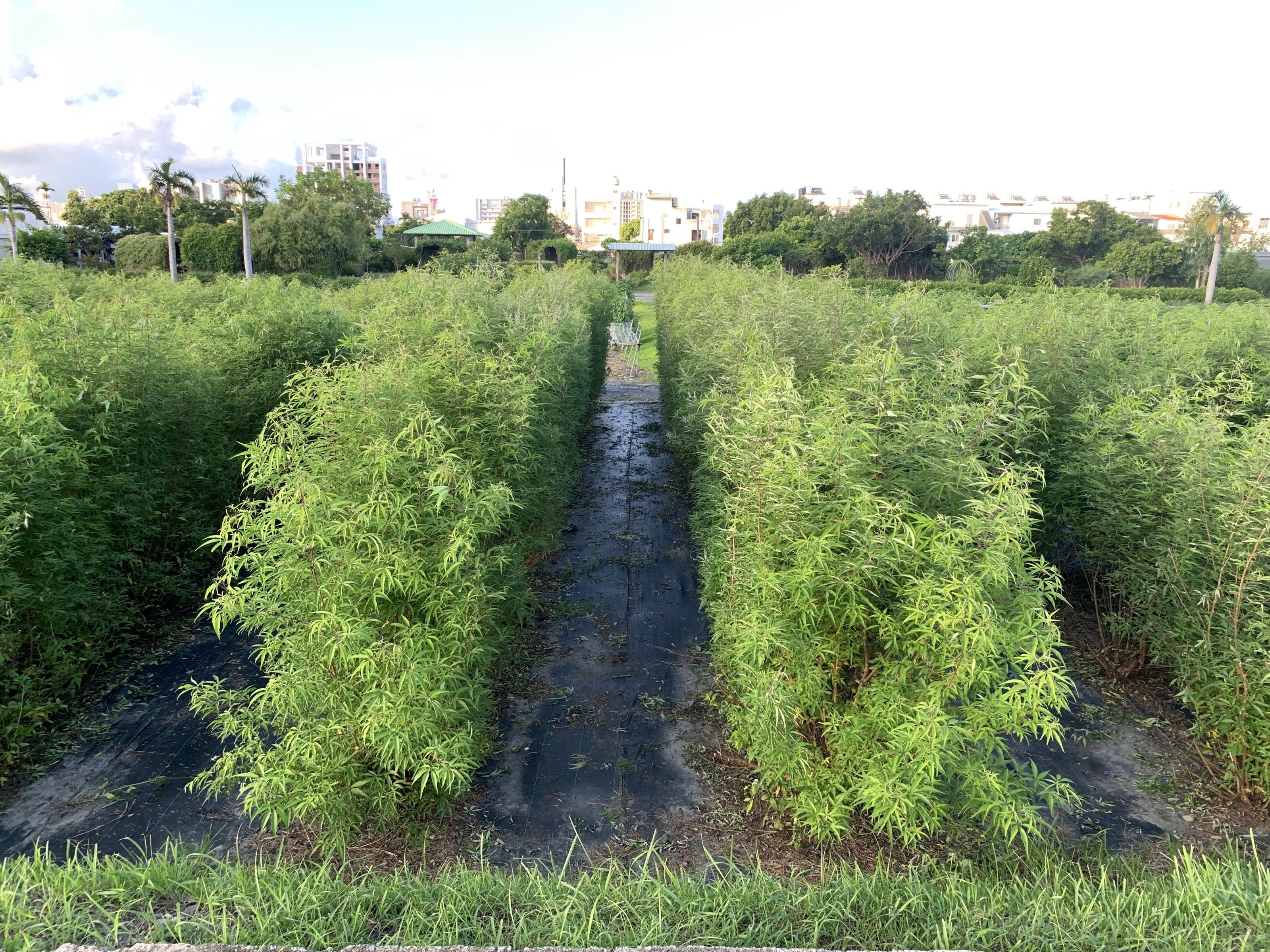 黃荊容易栽培，並自帶香氣，適合作為植物迷宮，應用於休閒農業