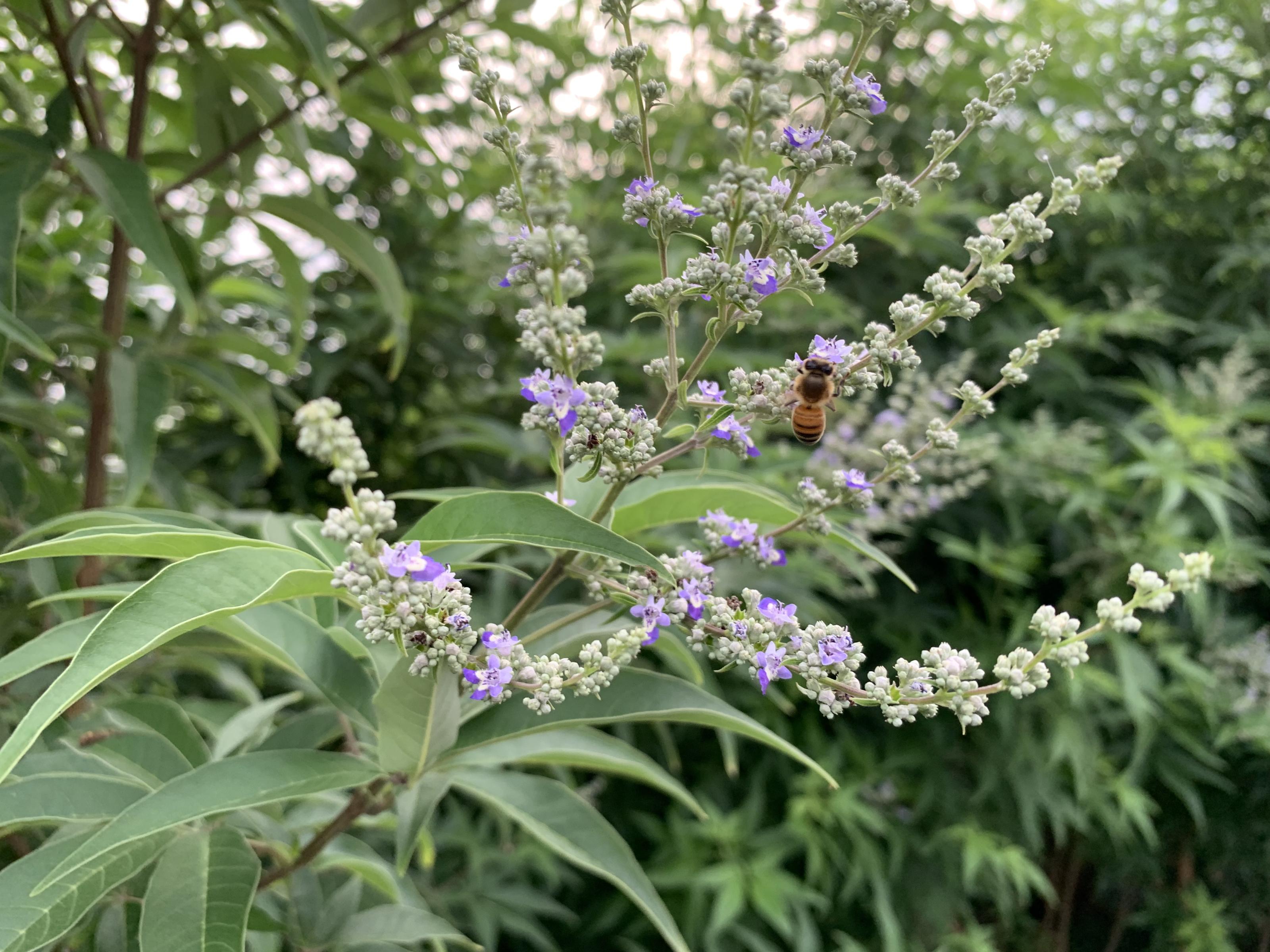 黃荊精油由花序及葉片中萃取