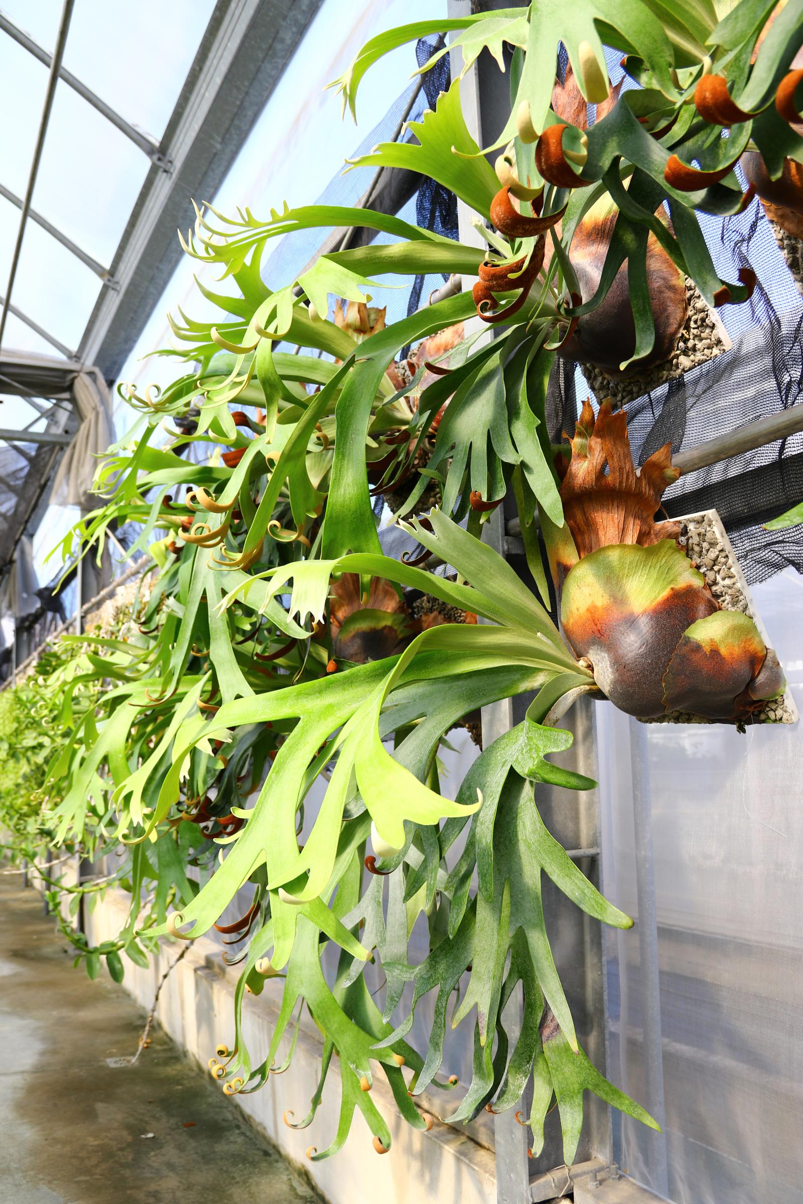 圖2. 火山浮石手作植生板可與多種鹿角蕨完美結合，展現自然風貌。