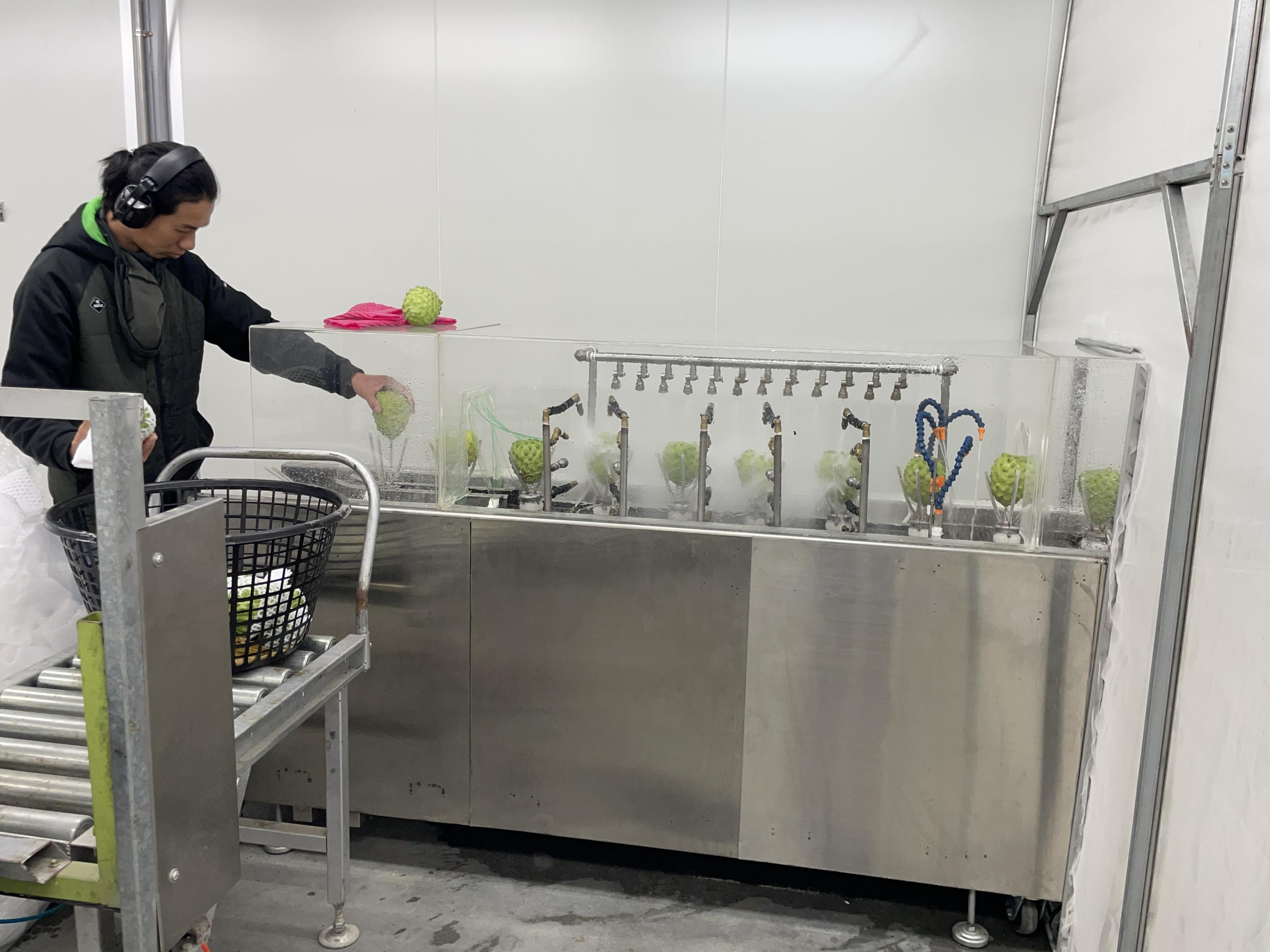 鳳梨釋迦果實由人工放入機械即可自動完成清潔及風乾作業 鳳梨釋迦果實由人工放入機械即可自動完成清潔及風乾作業