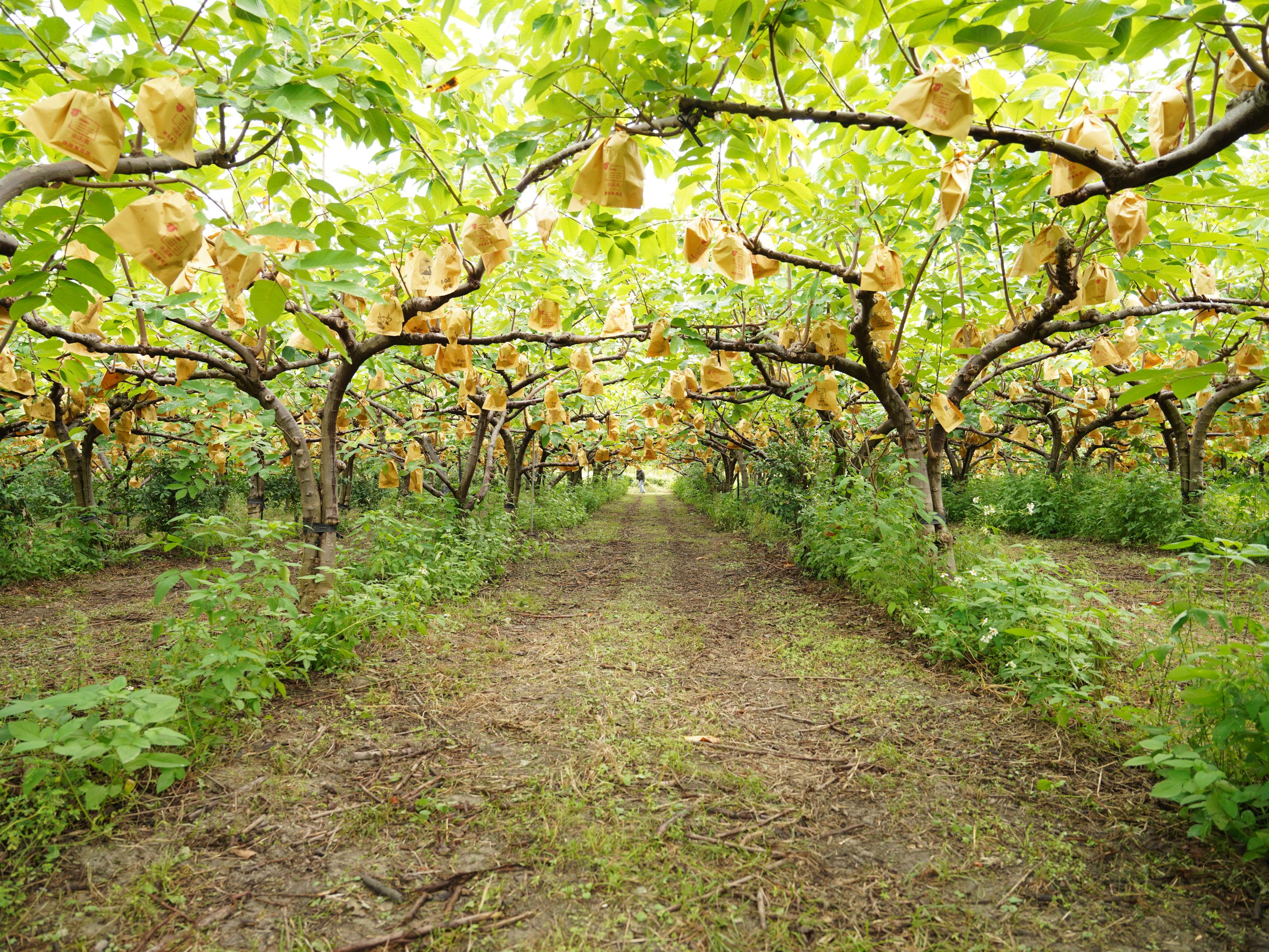 冠軍涂育新之果園園相