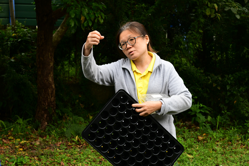 講師講解洛神葵種植實作課程