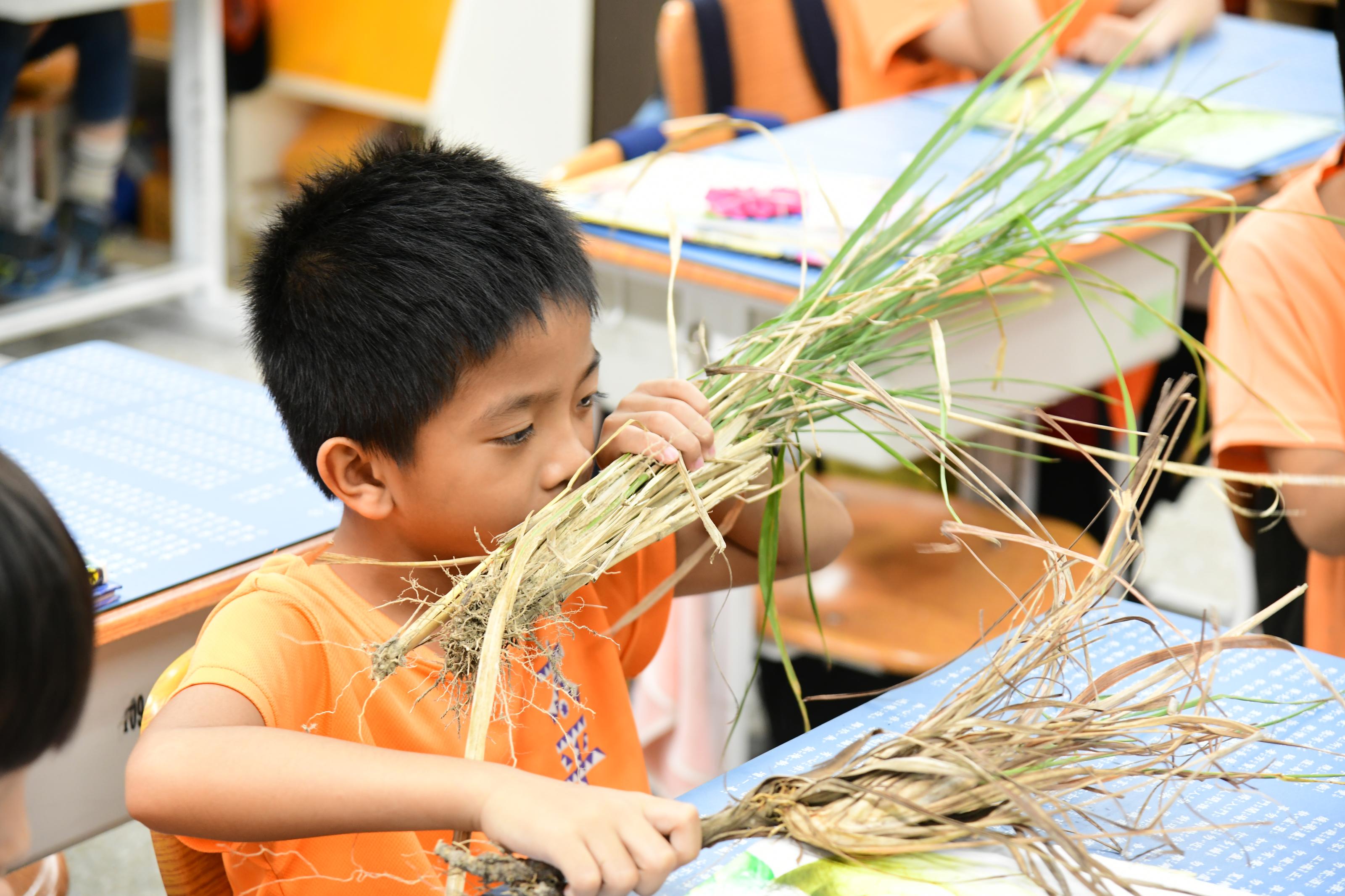 學生運用嗅覺體驗茅草與檸檬香茅的不同味道