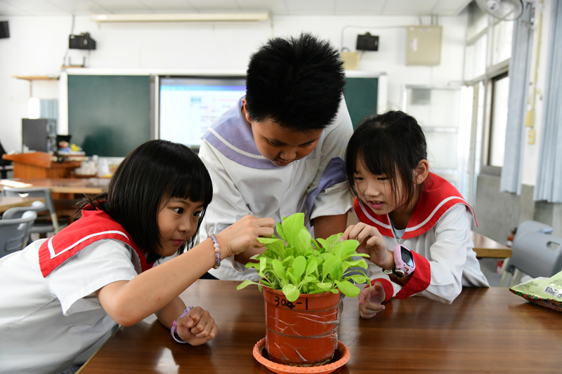 學生尋找小白菜害蟲 學生尋找小白菜害蟲