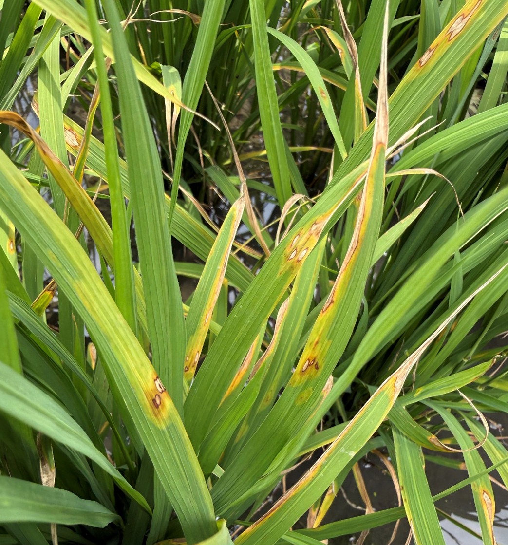 臺東農改場於關山鎮水稻田區監測發現稻熱病初期病徵