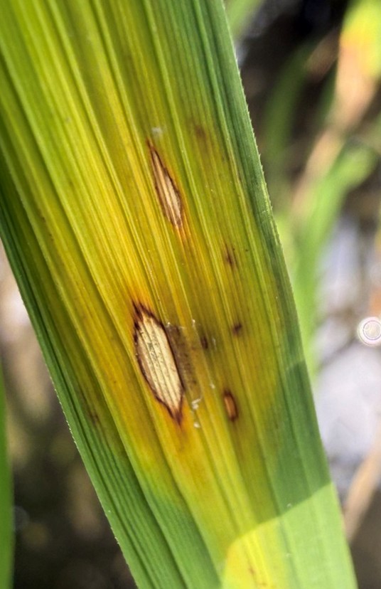 稻熱病病斑為二端較尖紡錘形，病斑中間呈灰白色，邊緣赤褐色，外圍伴有黃暈