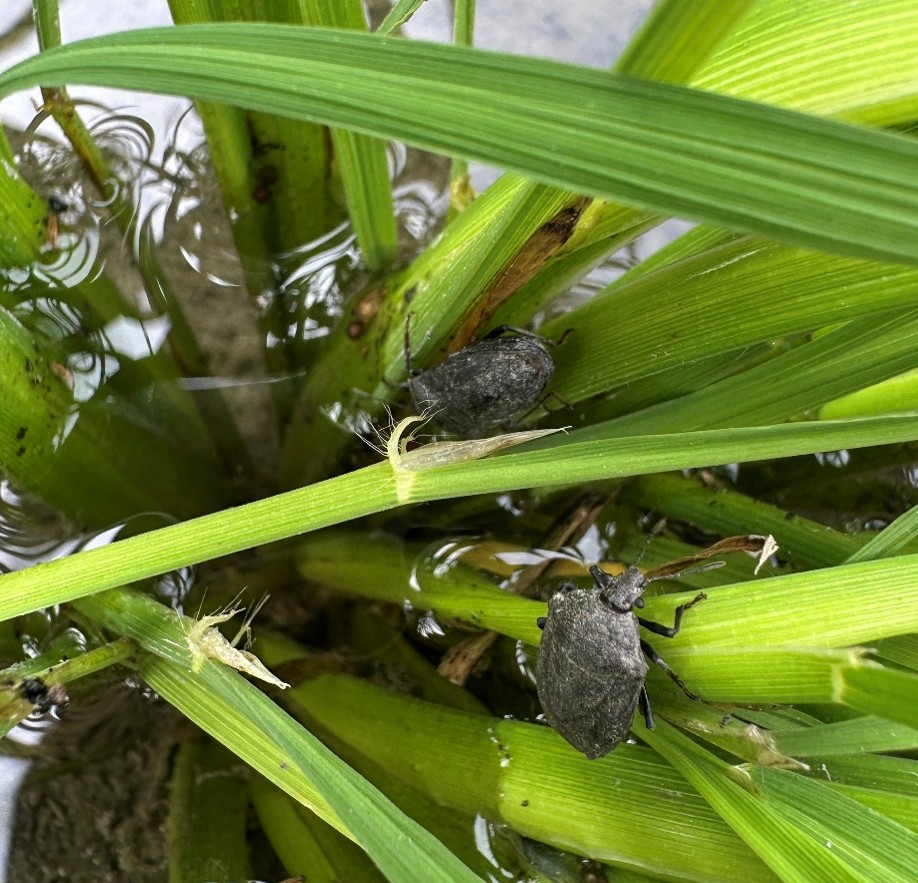 臺東農改場於池上鄉部分有機水稻田區監測發現稻黑椿象成蟲