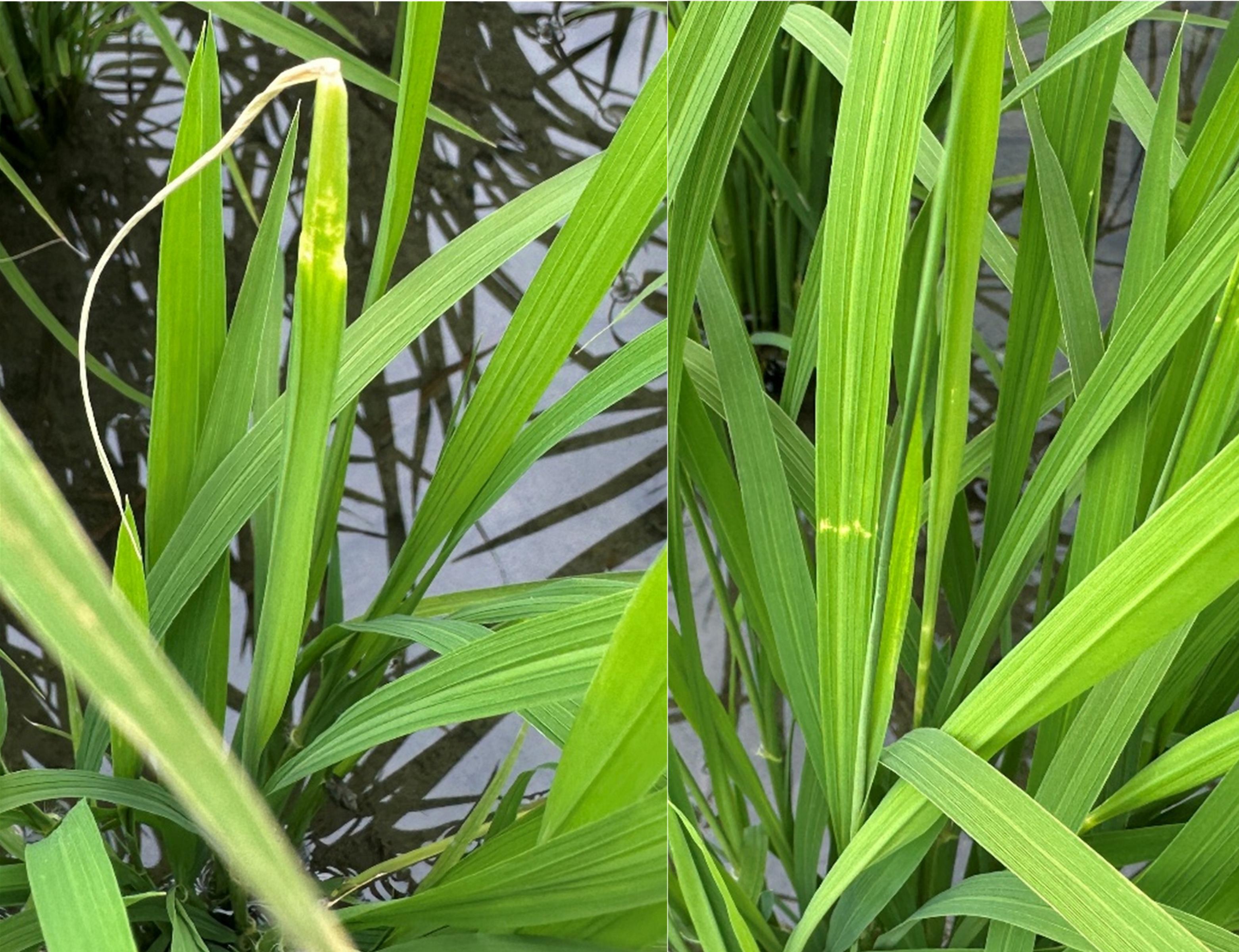 稻黑椿象造成危害狀為白色橫條點狀(左)與稻葉末端枯萎捲曲(右)之徵狀