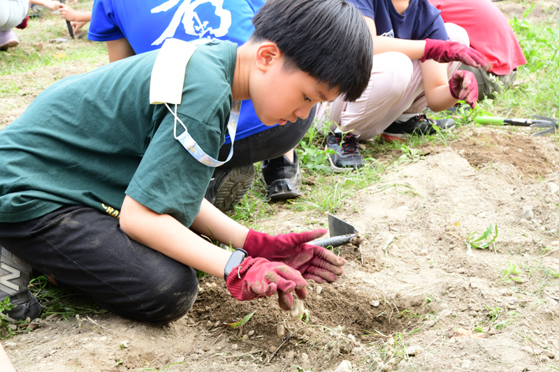 學生親自種下洛神葵種子 學生親自種下洛神葵種子