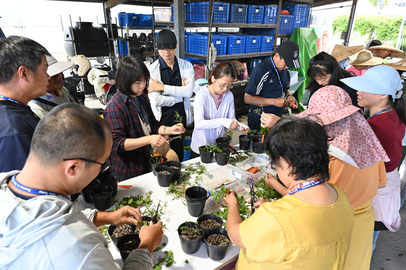 學員進行香草繁殖實作