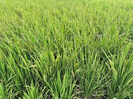 白葉枯病發生嚴重的稻田，整片田區呈現典型葉尖乾枯白化病徵