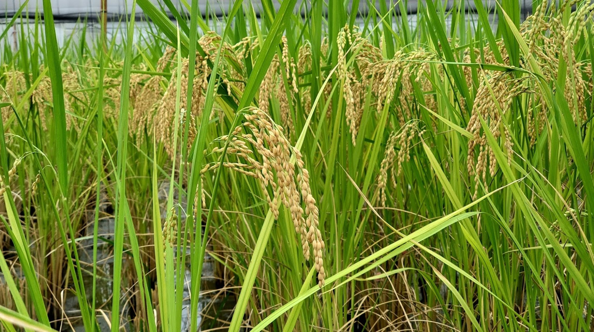 水稻品種「臺東30號」深受農友與消費者喜愛