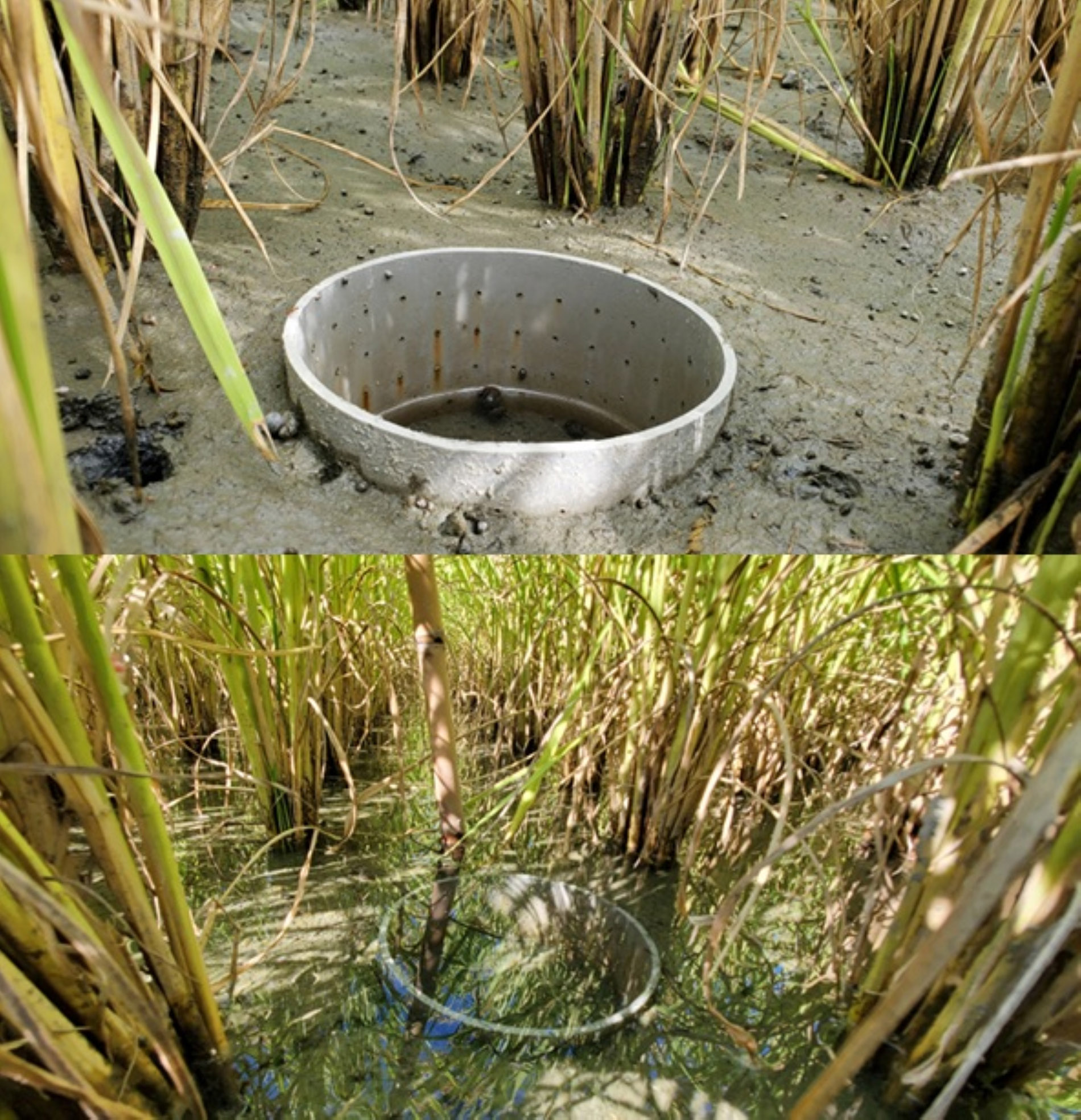 臺東30號具強大氣候韌性，在乾濕交替之節水灌溉模式下，產量與米質依然穩定優異