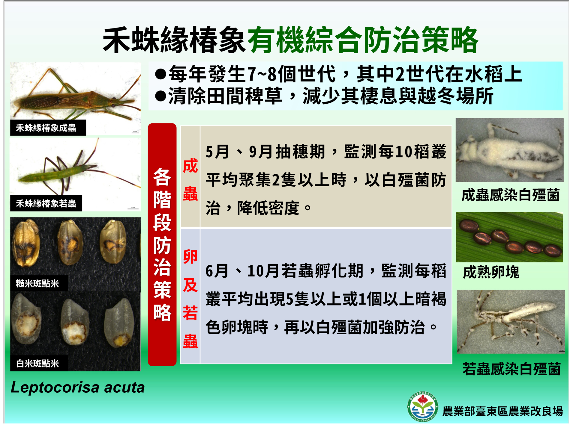 禾蛛緣椿象有機防治技術