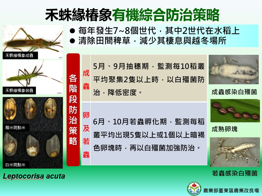 禾蛛緣椿象有機防治技術圖卡 禾蛛緣椿象有機防治技術圖卡