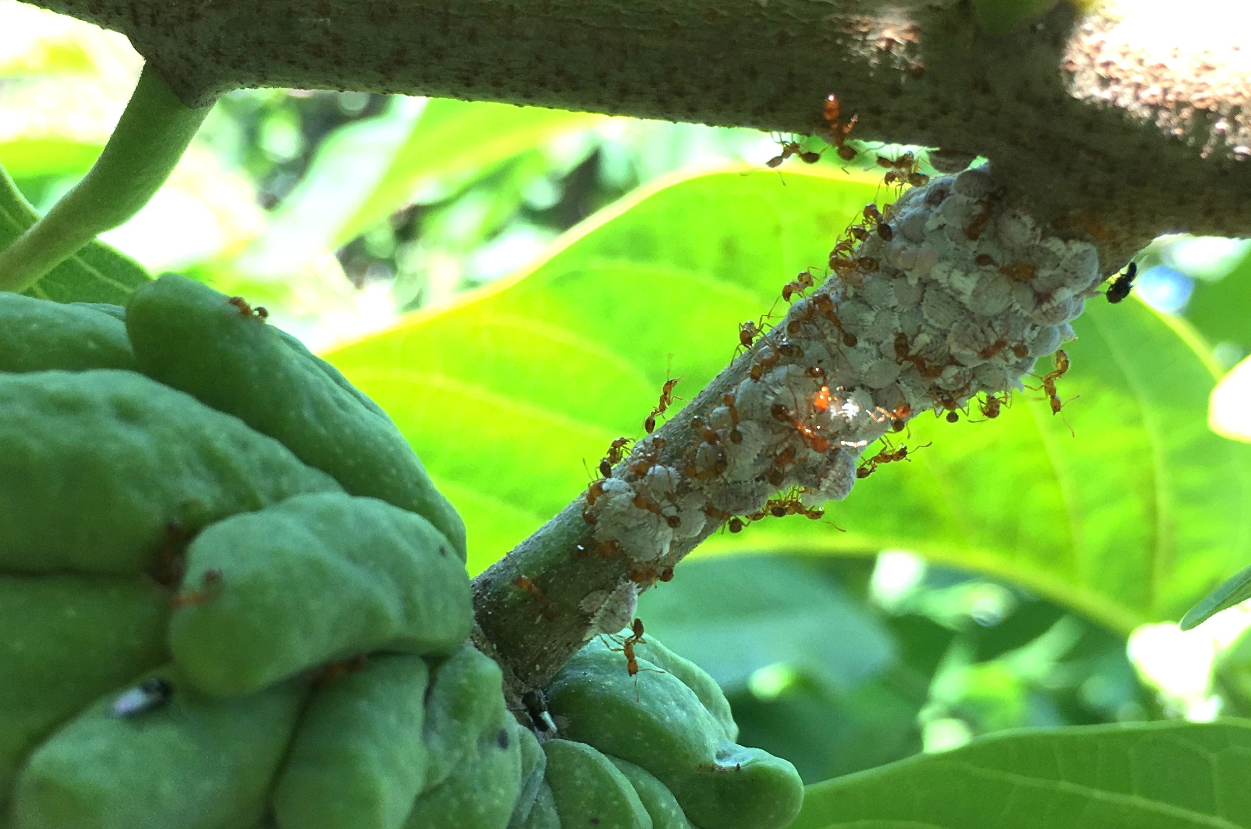 粉介殼蟲聚集於果柄並移至果實上取食危害