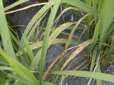 葉稻熱病發病初期先於葉面上形成褐色或暗綠色小斑點