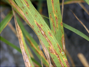 葉稻熱病環境適合時，擴大成紡綞形，病斑周圍呈黃色，中間為赤褐色，內部灰白色