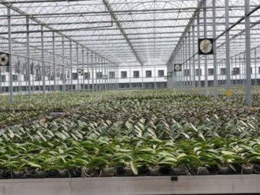 3月12日黃場長率領課室主管參訪育品生物科技股份有限公司輸美蘭花溫室(10,000坪)。
