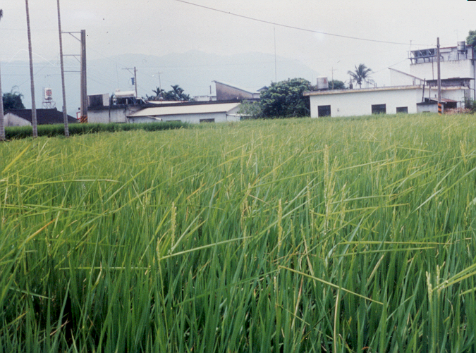圖1、水稻徒長病在全省各地發生日漸普遍，稻種消毒及拔除病株是防病的主要措施。