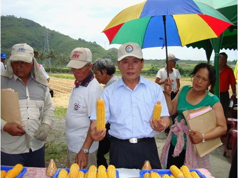 臺南24號飼料玉米抗銹病且產量高