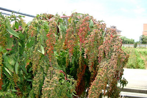 圖1、正興村紅藜結實累累，遠觀如串串的葡萄。