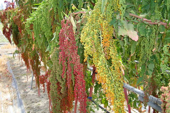 圖2、新興（左）和正興（右）的紅藜，有如傾洩而下的瀑布般壯觀。