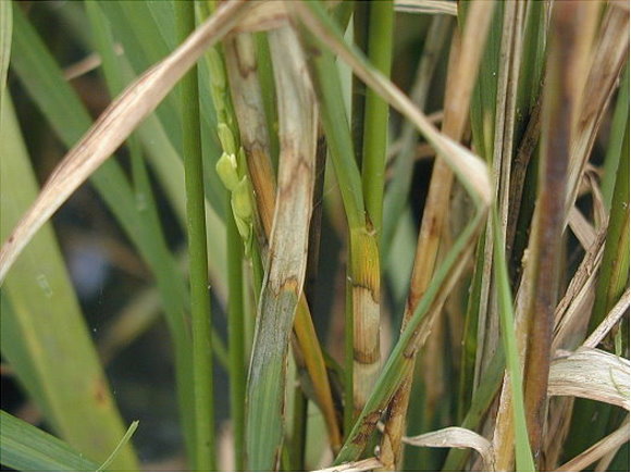 二期稻作分孽盛期應注意防治紋枯病