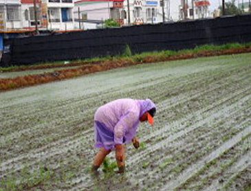 農民在雨中進行秧苗補植