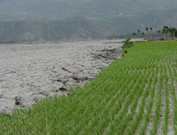 水稻田遭豪雨沖刷