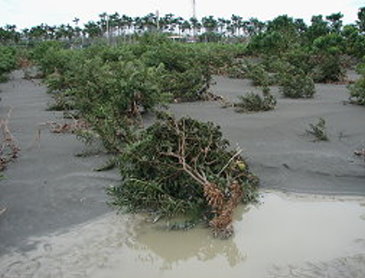莫拉克颱風造成番荔枝植株倒伏
