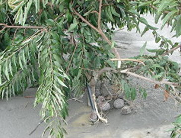 莫拉克颱風造成番荔枝落果情形