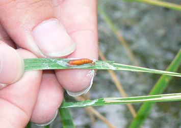 圖1. 瘤野螟在水稻葉尖化蛹