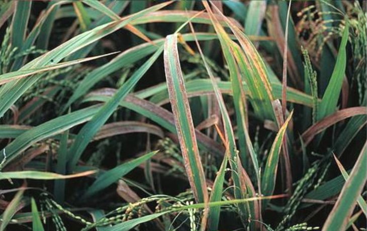 水稻白葉枯病葉片病徵