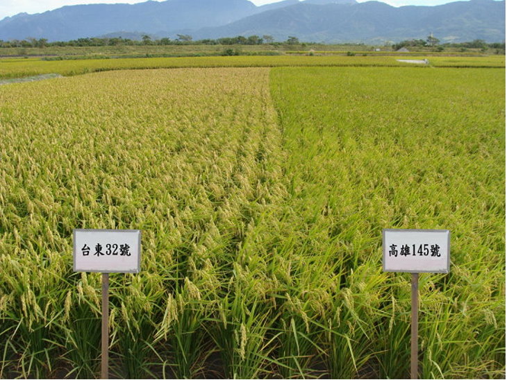 圖1、吳昌誠田區水稻生育情形，左為水稻新品種臺東32號，右為對照品種高雄145號。