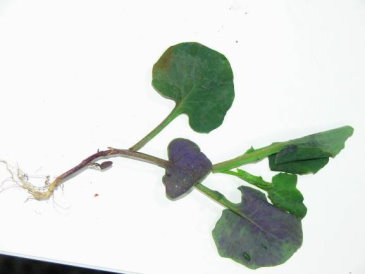 圖2.食材之一紫背草