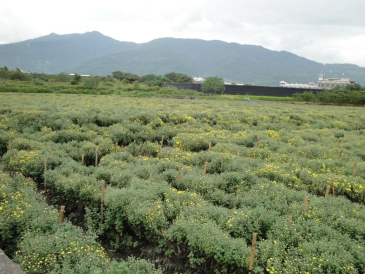 臺東地區杭菊以種植黃花品種為主。