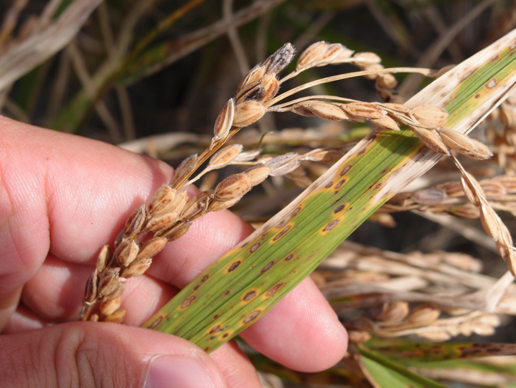 發病嚴重時會對水稻產量與品質均造成嚴重影響。