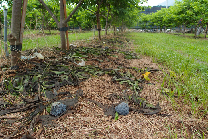 修剪的枝條及病果，丟棄在果園，成為田間主要感染源。