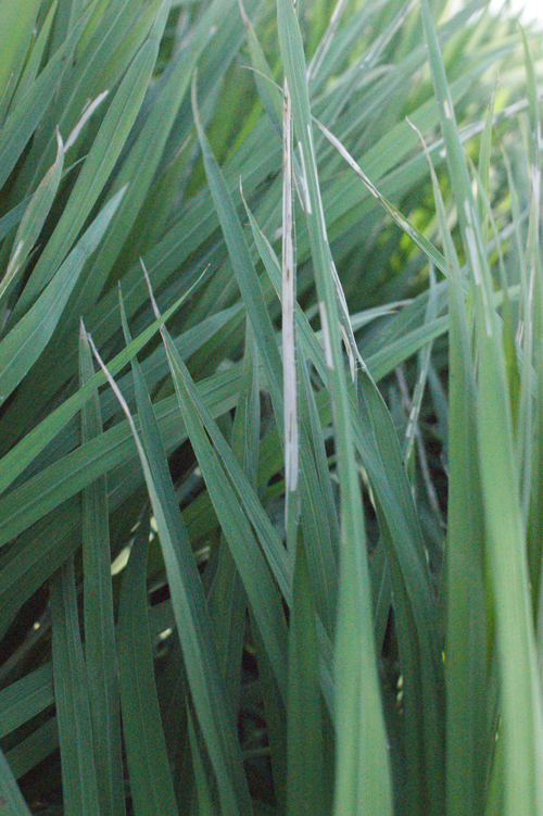 水稻瘤野螟為害葉片狀