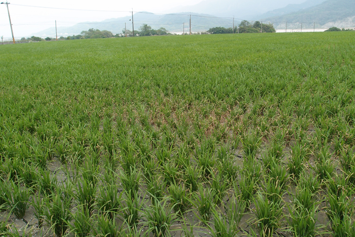 田間肥料施用不均，造成稻熱病局部嚴重發生