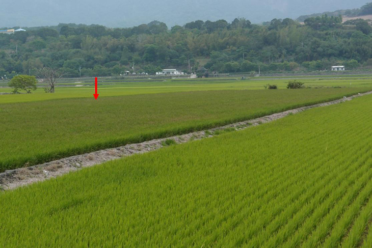 田間重施肥區，葉色濃綠，稻熱病嚴重發生（箭頭處）；合理化施肥（右下）田區，植株健康不易發病
