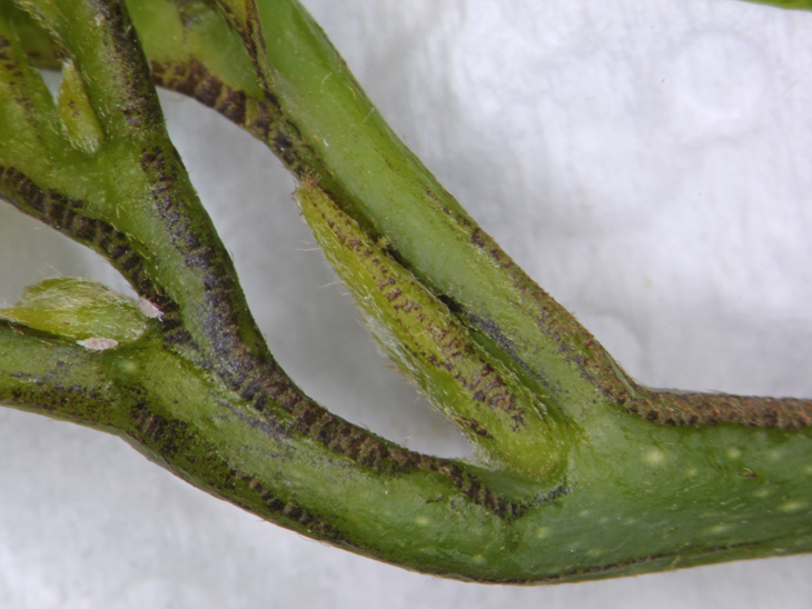 小黃薊馬銼食，造成葉柄不規則褐色疤痕