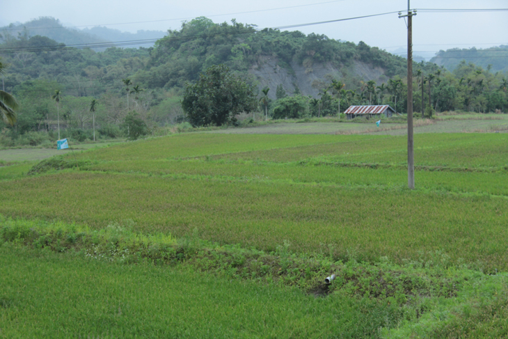 田間露水重，加上氮肥施用過量，促使稻熱病發生加劇