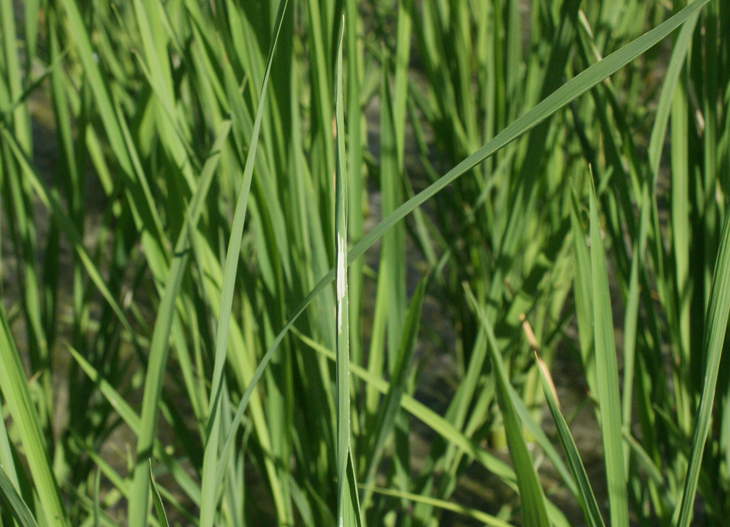 水稻瘤野螟將葉片捲成蟲苞，並藏於其中取食