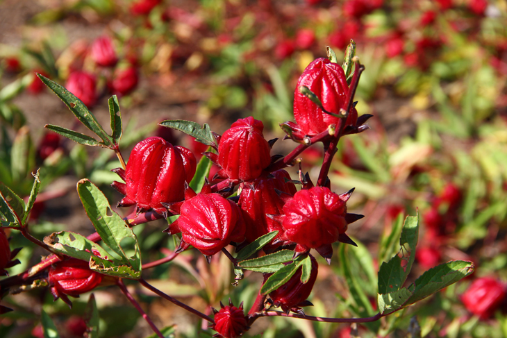 洛神葵成熟果萼紅豔欲滴，有臺東紅寶石的美譽